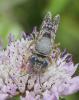 Bembix zonata